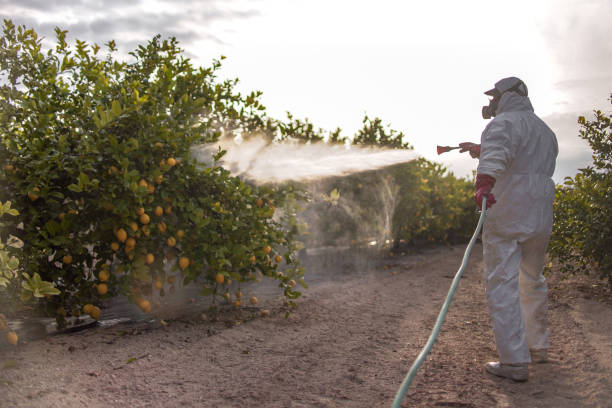 Best Wasp Removal Services  in St Matthews, KY
