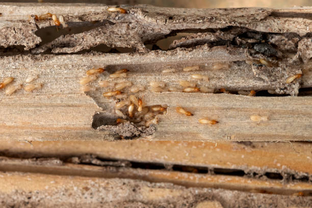 Best Pest Control Near Me in St Matthews, KY